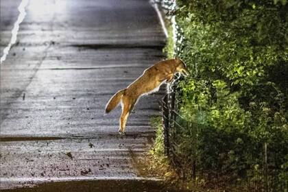 Julieta salta una cerca del Central Park