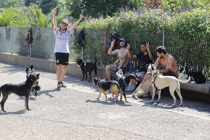 Juntada de amigos paseadores y perros en su recorrido por una plaza