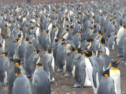 Junto a los pingüinos se puede hacer la ruta a pie hacia la playa. 