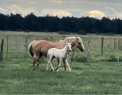 Junto a su madre, el potrillo bayo de Sagario que, en 24 horas, por la enfermedad, se murió