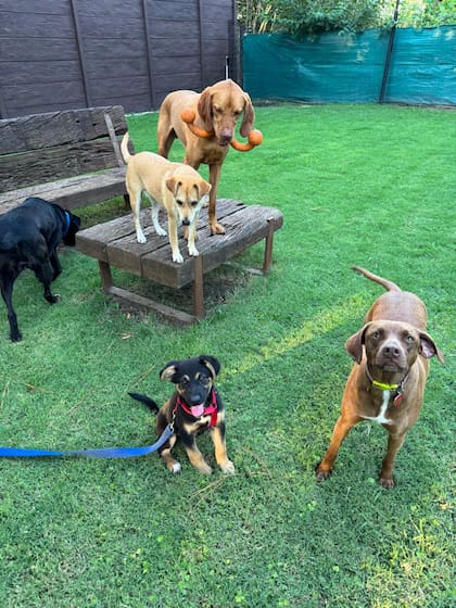 Junto a sus pares, Benito encontró la seguridad y la confianza que tanto necesitaba.