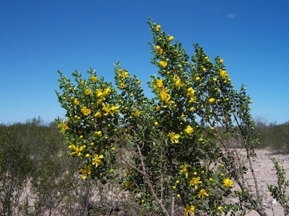 Junto con sus propiedades medicinales, el arbusto es elegido por el paisajismo debido a su altura y a su tipo de ramificación