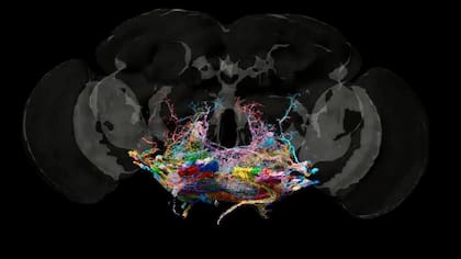 Juntos, estos cables forman el circuito que controla el movimiento de la mosca