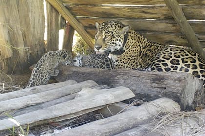 Juruna junto a sus cachorros, que serán liberados en el Parque Nacional Iberá.