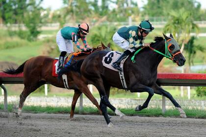 Justiciero ganó siete carreras sobre ocho este año y es la gran carta de Puerto Rico