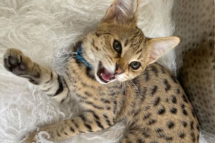 Justin Bieber tiene un gato Savannah (Foto Instagram @kittysushiandtuna)