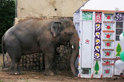 Kaavan es un elefante africano, de 36 años, que actualmente padece de sobrepeso