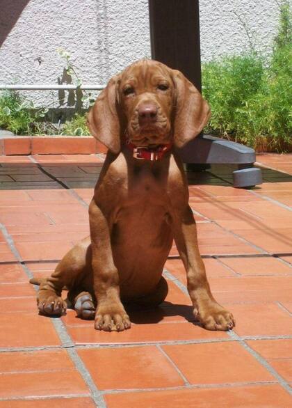 Kafu de cachorro. Su personalidad se hizo notar desde el primer día.