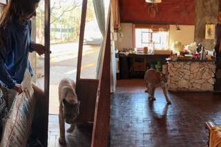 Rescató a un puma ciego y se convirtió en su compañero de vida: “Es muy comunicativo”