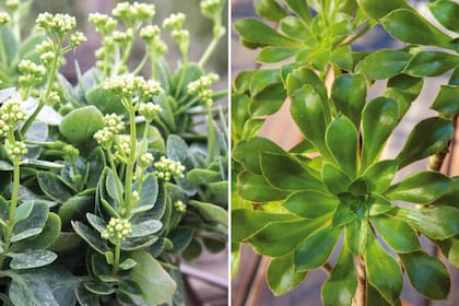 Kalanchoe (izquierda) y Aeonium (derecha), dos especies que comienzan su época de esplendor en otoño.