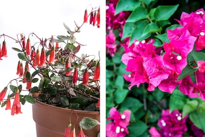 Kalanchoe y Bougainvillea spectabilis, dos especies que sufren cuando la temperatura desciende