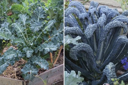 Kale crespo (‘Curled Kale’) y Kale ‘Cavolo Nero’ o piel de dinosaurio, dos variedades de esta hortaliza con tantas bondades nutricionales
