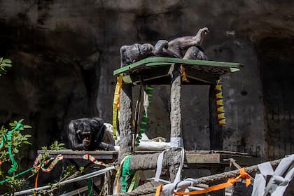 Kangu y Sasha, los últimos chimpancés del Ecoparque porteño