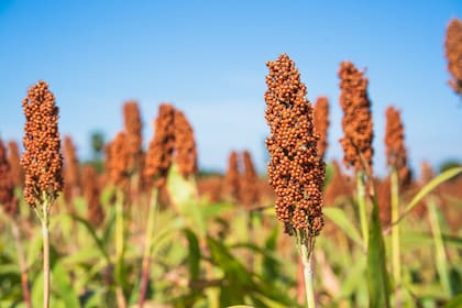 Kañiwa, el nuevo cereal estrella que contiene un boom de beneficios