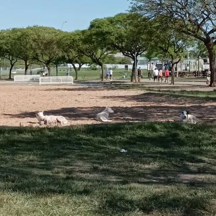 Kanu, Brisa y Elvira en una de las canchas de vóley del Vial Costero de Vicente López.