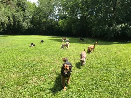 Kapama queda en el partido de Pilar y recibe hasta 30 perros por vez