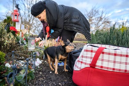 Karla Lemke decora la tumba de su Pinscher miniatura macho "Alien" mientras su Pinscher Scarlet miniatura de 15 años mira