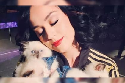Katty Perry perdió a su gato tras 15 años compartidos (Foto Instagram @katyperry)