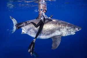 Cómo se debería actuar ante un encuentro con un tiburón, según recomendaciones de una buzo experta