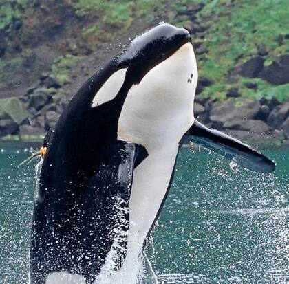 Keiko fue capturado a los dos años de edad y separado de su familia en Islandia