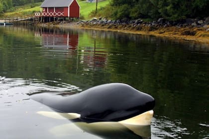 Keiko llegó a Noruega en 2002 y paseaba entre los fiordos; el 12 de diciembre de 2003 murió a los 27 años