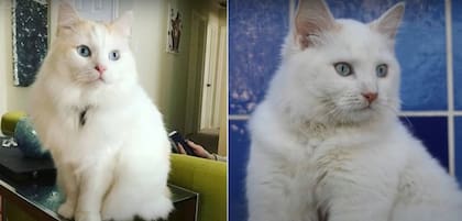 Kelly Anderson clonó a su gato Chai, quien murió cuando tenía apenas cinco años (Crédito: This Morning/ITV)