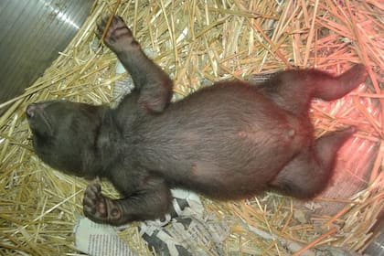 Kenai permaneció los primeros días bajo una lámpara de calor que mantenía su temperatura corporal estable.