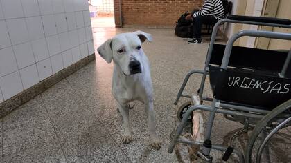 Kenia no se aleja de la silla de ruedas en la que trasladaron a su dueña. Foto/ Twitter @legnarrow
