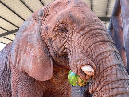 Kenya comiendo fruta en el santuario