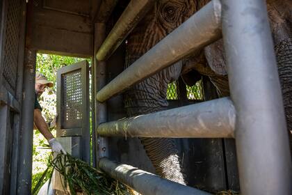 Kenya, cuando aun se alimentaba en la caja