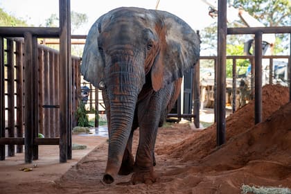 Kenya fue trasladada de Mendoza al santuario de elefantes de Brasil en una caja especial sobre un camión