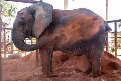 Kenya llegó al Santuario de los Elefantes en Brasil desde Mendoza