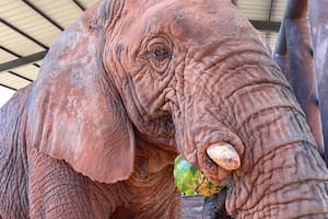 Murió Kenya en un santuario de elefantes de Brasil