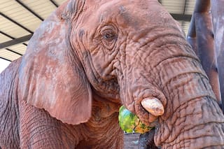 Murió Kenya en un santuario de elefantes de Brasil