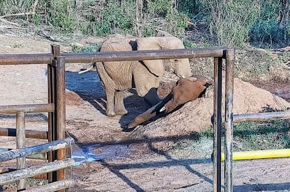 Adiós a Pupy. La elefanta “porteña” que descorrió un velo sobre los animales en cautiverio - Image 1