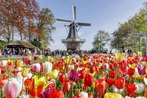 Cómo hicieron los Países Bajos para convertirlos en un símbolo nacional y un recurso económico