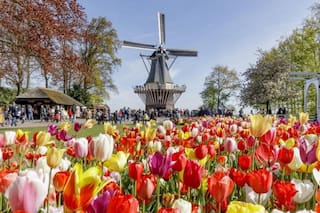 Cómo hicieron los Países Bajos para convertirlos en un símbolo nacional y un recurso económico