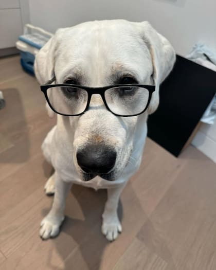 Kevin Costner bromeó con sus seguidores y compartió una actualización sobre su perro Bob (Foto: Instagram @KevinCostner )