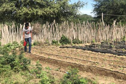 Kevin Díaz riega los zapallos y las tomates de la huerta familiar en su casa en La Puntana, en Santa Victoria Este, Salta