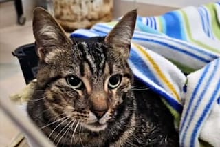 El emotivo rescate de una gata que logró sobrevivir al derrumbe en Villa Gesell