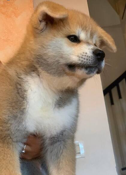 Kika, la cachorrita que Maxi López le regaló a su novia.