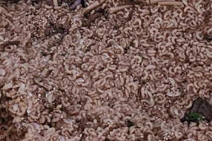 Kilogramos de pasta fueron arrojados en un bosque de Nueva Jersey