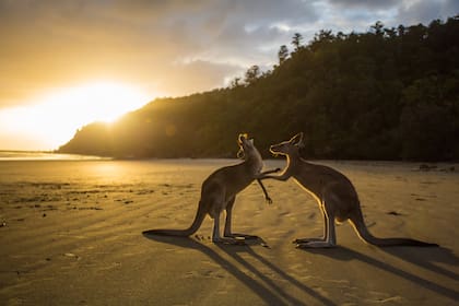Kingsley Burnett esperaba llegar a Australia para ver los canguros