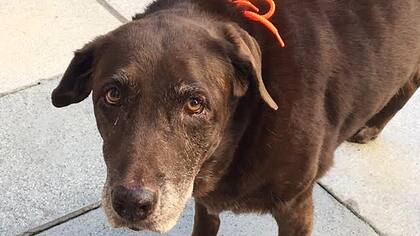 Kira hoy, a punto de cumplir 14 años