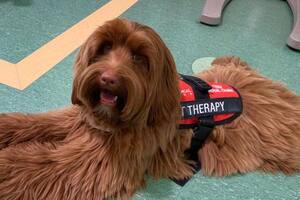 Kira trabaja en dupla terapéutica con la psicóloga Carolina Micha