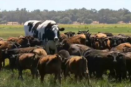 Knickers es el nombre de este buey o toro castrado que mide 1,94 metros y pesa 1400 kilos