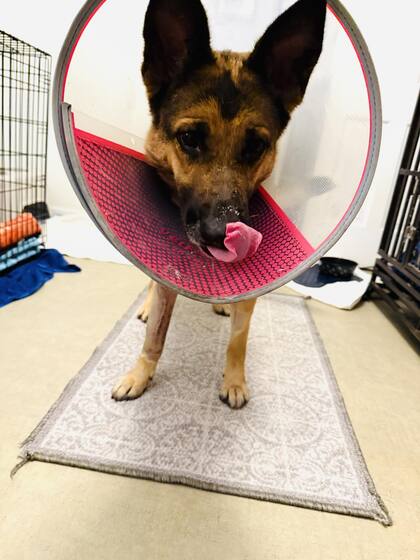 Koco se recupera favorablemente en un hogar de tránsito.