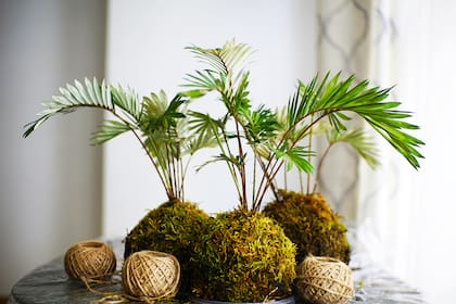 Kokedamas: pequeñas escenas vivas con estética mini