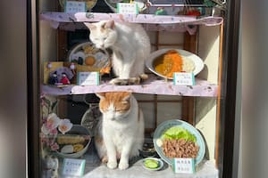 Kon y Peta, los gatitos que se convirtieron en el símbolo y alma de un restaurante en Japón
