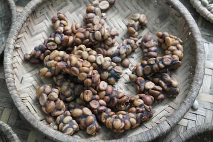 Kopi Luwak